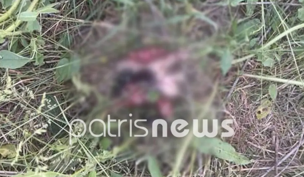 Κτηνωδία στην Ηλεία: Άνδρας σκότωσε εννέα κουτάβια με χαρτοκοπτικό