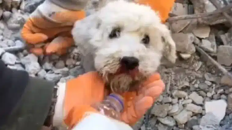 Σεισμός στην Τουρκία: Σκυλάκος διασώθηκε